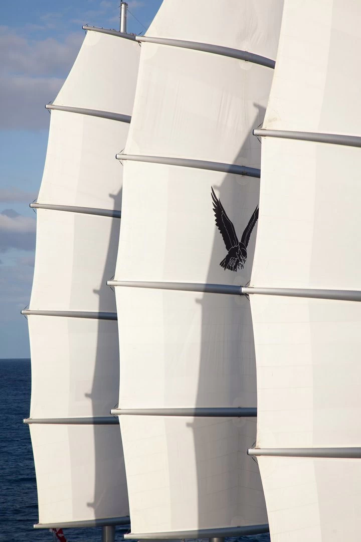 佩里尼·纳威（PeriniNavi）MALTESE FALCON