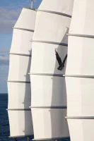 佩里尼·纳威（PeriniNavi）MALTESE FALCON